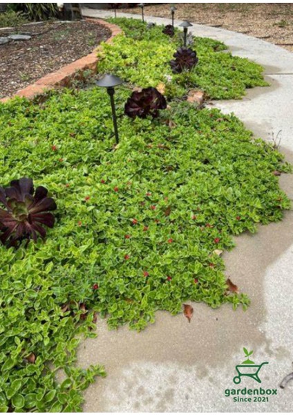 Uzayan Yayılıcı Peyzaj Çiçeği 10 Adet Tüplü Viyolde fiyatları