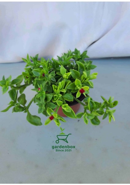 Uzayan Yayılıcı Peyzaj Çiçeği 10 Adet Tüplü Viyolde modelleri