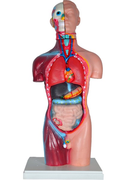 Büyük Insan Vücudu Modeli 45 cm