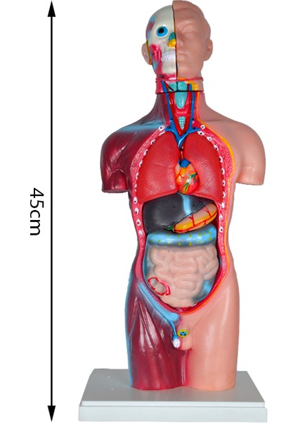 Büyük Insan Vücudu Modeli 45 cm