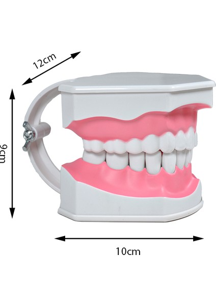 Diş Modeli Fırçalı 12 cm