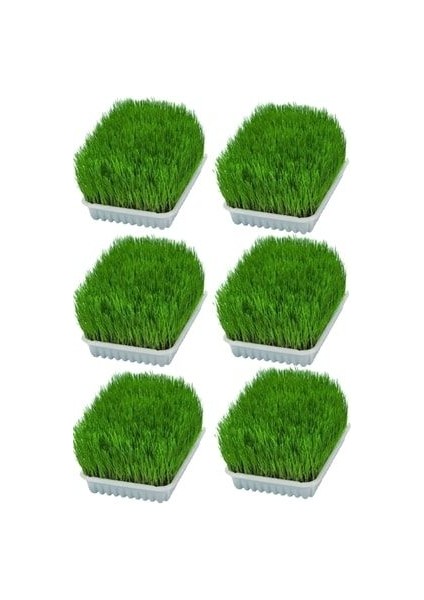 Kedi Otu Mix Karışım Kedi Çimi 6 x Adet