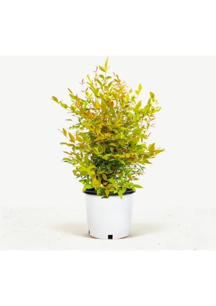 Nandina Fidanı Tüplü (Cennet Bambusu)