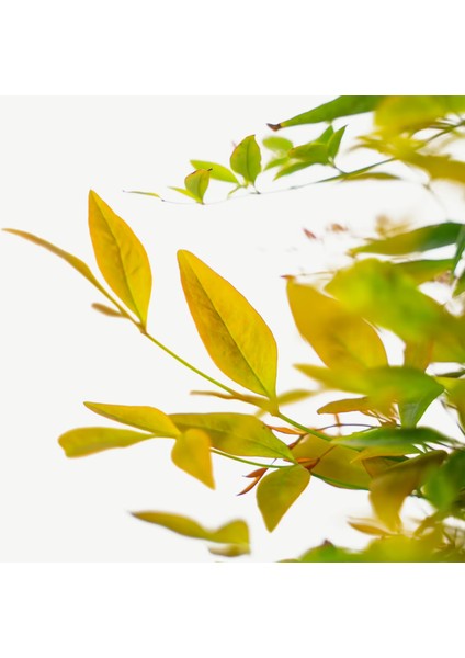 Nandina Fidanı Tüplü (Cennet Bambusu)