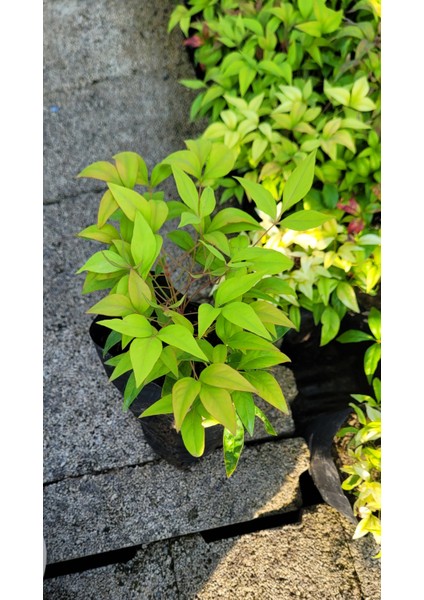 Nandina Fidanı Tüplü (Cennet Bambusu)