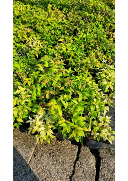 Nandina Fidanı Tüplü (Cennet Bambusu)