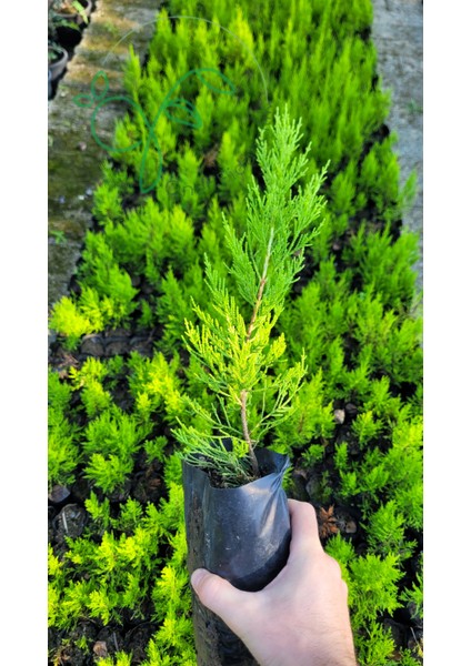 Limoni Servi Fidanı Çit Bitkisi(Tüplü) Salon Çamı
