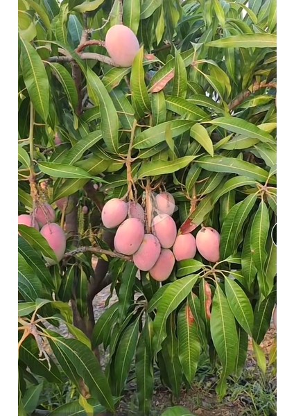 Mango Meyvesi