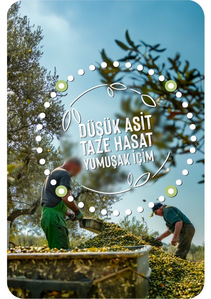 Natural Sızma Zeytinyağı - Taze Hasat - Extra Virgin Olive Oil - Cold-pressed Olive Oil For Gourmet Cooking 500 ml
