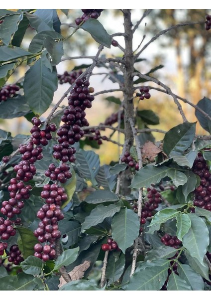 Guatemala Anaerobic Chimaltenango fiyatları