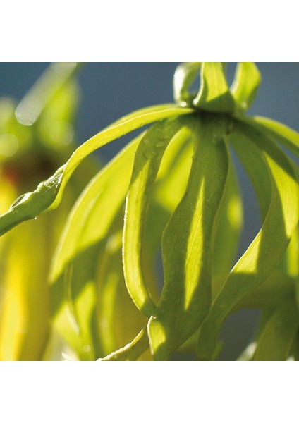 Kananga Komple Ylang-Ylang Yağı Organik 5 ml fiyatları