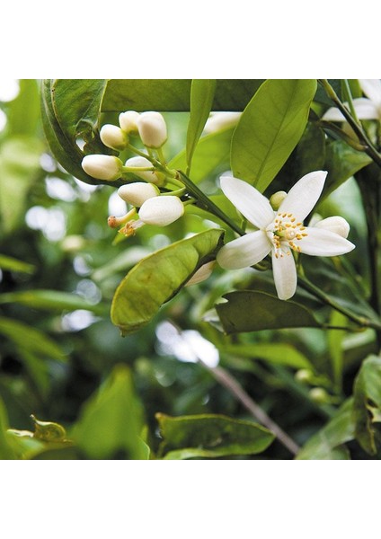 Neroli Fasturuncu Yağı Organik 1 ml