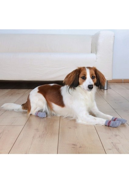 Köpek Çorabı Kaydırmaz 2 Adet S-M Border Collie 13 fiyatları