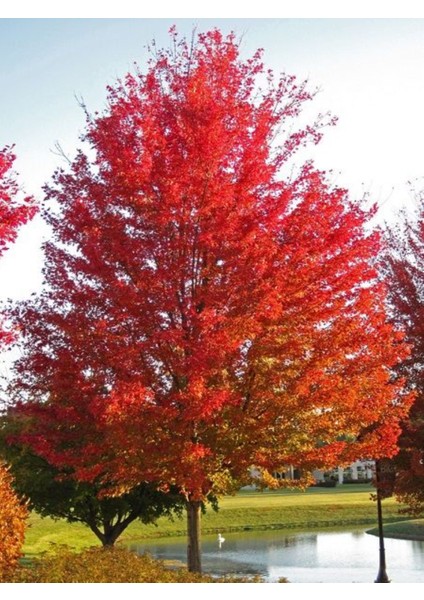 Acer Saccharum - Şeker Akçaağaç Fidanı | Bahçeniz Için Gösterişli ve Gölge Sağlayan Ağaç 2 Yaş Saksılı