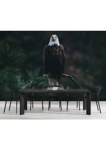 Kartal Temalı fırsatları
