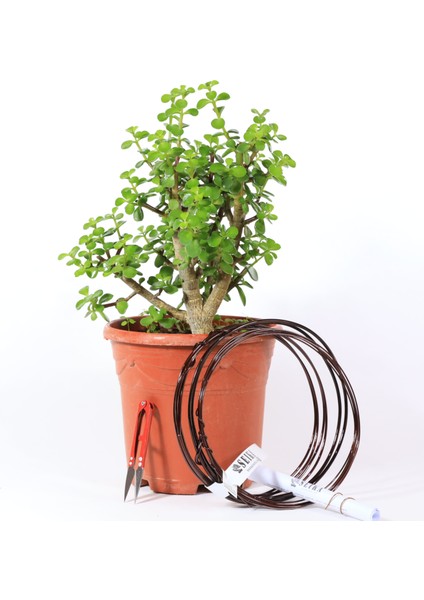 Yeşim Ağacı - Afra Bonsai Telleme Kiti NO.X189 indirimleri