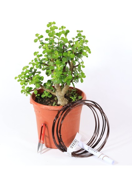 Yeşim Ağacı - Afra Bonsai Telleme Kiti NO.X189