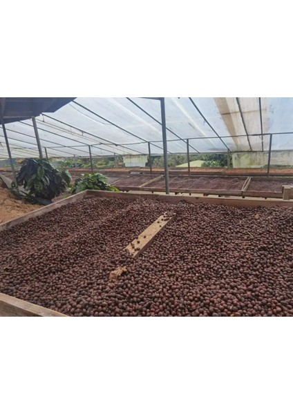 (Exclusive) Ethiopia Banko Gotiti Filtre - 1kg