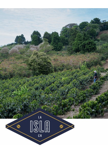 Costa Rica SL28 Red Honey (Exlusive) modelleri