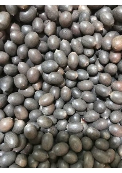 5 Adet Tohum Nadir Mavi Lotus Çiçeği Tohumu Nilüfer Çiçeği Tohumu Su Çiçeği Tohumları