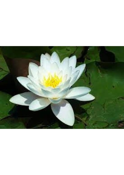 1 Adet Tohum Nadir Bulunan Beyaz Lotus Su Çiçeği Tohumu Nilüfer Çiçek Tohumu