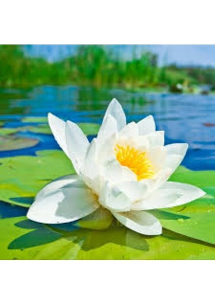 1 Adet Tohum Nadir Bulunan Beyaz Lotus Su Çiçeği Tohumu Nilüfer Çiçek Tohumu fiyatları