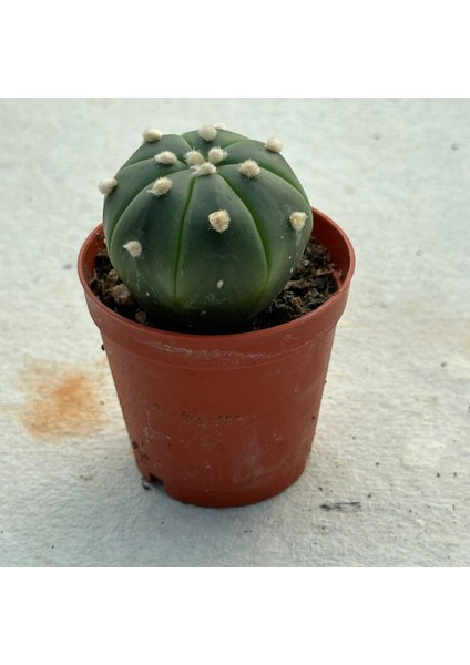 Berke Fidancılık 5.5 Litrelik Saksıda Echinopsis Subdenudata (Paskalya Zambağı) Kaktüsü