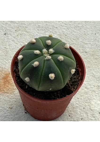 Berke Fidancılık 5.5 Litrelik Saksıda Echinopsis Subdenudata (Paskalya Zambağı) Kaktüsü