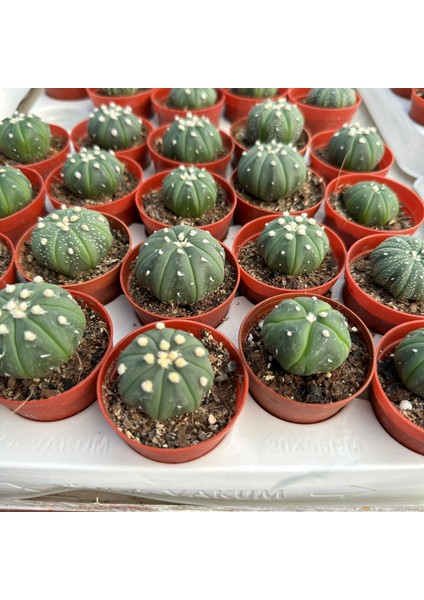 Berke Fidancılık 5.5 Litrelik Saksıda Echinopsis Subdenudata (Paskalya Zambağı) Kaktüsü