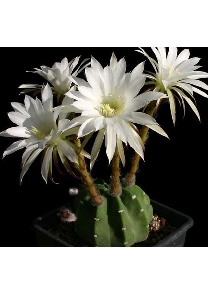 Berke Fidancılık 5.5 Litrelik Saksıda Echinopsis Subdenudata (Paskalya Zambağı) Kaktüsü