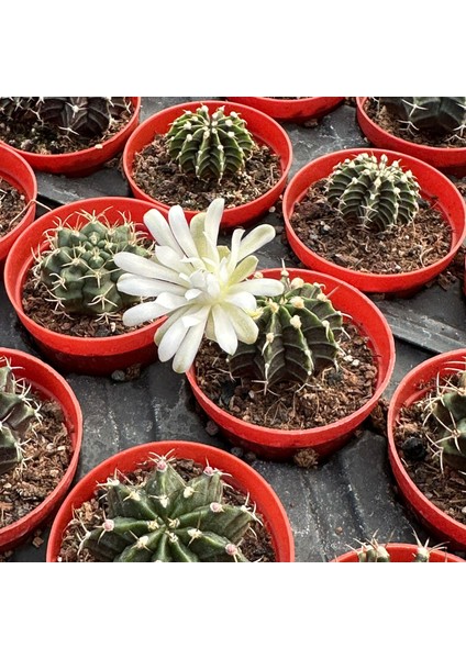 5.5 Luk Saksıda Gymnocalycium Mihanovichii (Çene) Kaktüsü