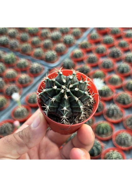5.5 Luk Saksıda Gymnocalycium Mihanovichii (Çene) Kaktüsü modelleri