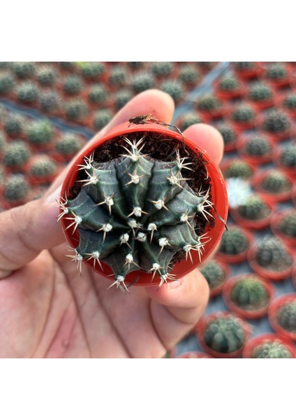 5.5 Luk Saksıda Gymnocalycium Mihanovichii (Çene) Kaktüsü fırsatları