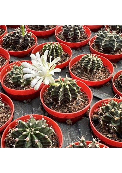 Berke Fidancılık 5.5 Luk Saksıda Gymnocalycium Mihanovichii (Çene) Kaktüsü