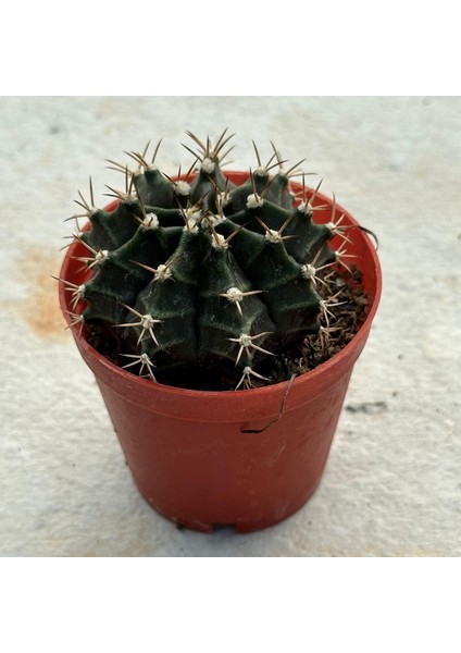 Berke Fidancılık 5.5 Luk Saksıda Gymnocalycium Mihanovichii (Çene) Kaktüsü