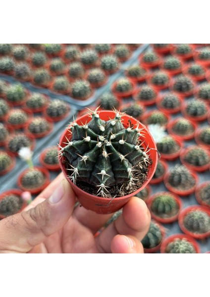 Berke Fidancılık 5.5 Luk Saksıda Gymnocalycium Mihanovichii (Çene) Kaktüsü