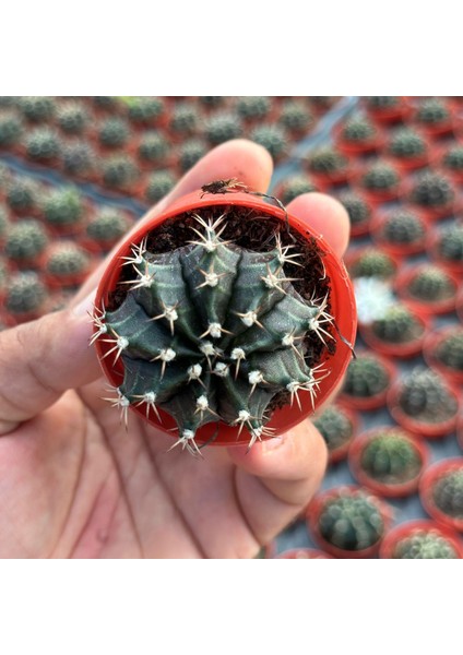 Berke Fidancılık 5.5 Luk Saksıda Gymnocalycium Mihanovichii (Çene) Kaktüsü