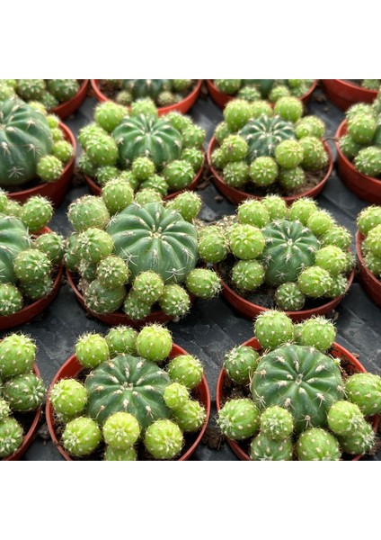 Çiçek Açan Tür, Bol Yavrulu Matucana Polzii Kaktüsü (5.5cm Saksıda Gönderilir)
