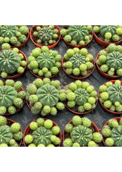 Çiçek Açan Tür, Bol Yavrulu Matucana Polzii Kaktüsü (5.5cm Saksıda Gönderilir)