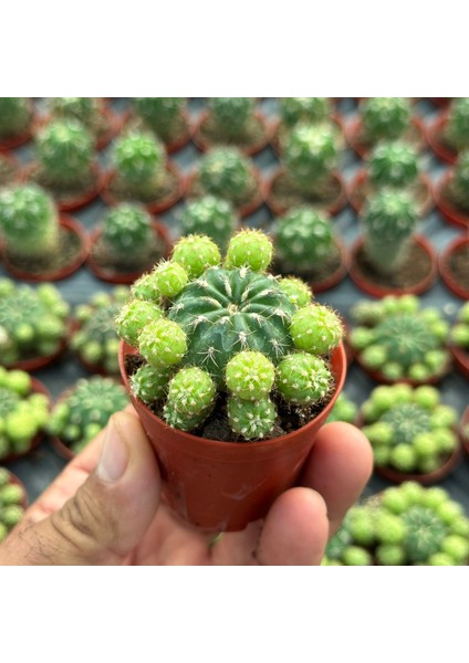 Çiçek Açan Tür, Bol Yavrulu Matucana Polzii Kaktüsü (5.5cm Saksıda Gönderilir) fiyatları