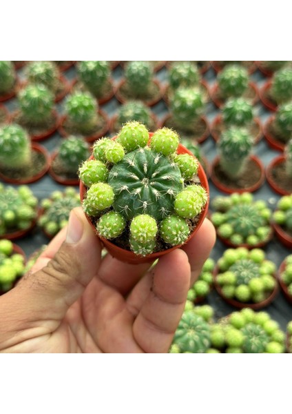 Çiçek Açan Tür, Bol Yavrulu Matucana Polzii Kaktüsü (5.5cm Saksıda Gönderilir) modelleri