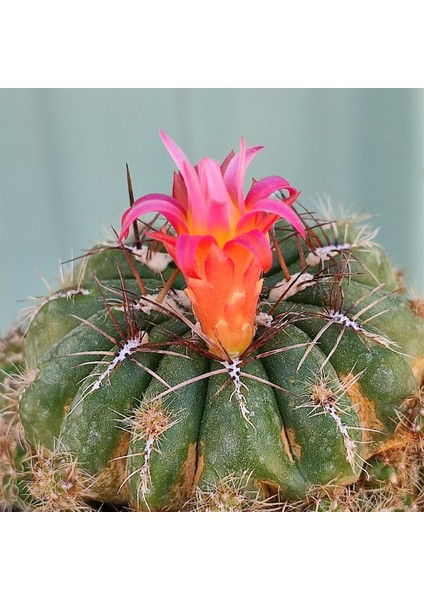 Çiçek Açan Tür, Bol Yavrulu Matucana Polzii Kaktüsü (5.5cm Saksıda Gönderilir) fırsatları