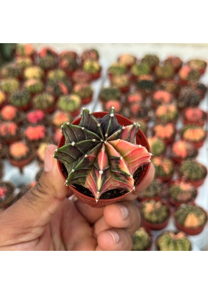 5.5 Lik Saksıda Gymno Gymnocalycium M.variegata Kaktüsü (Black Pearl)