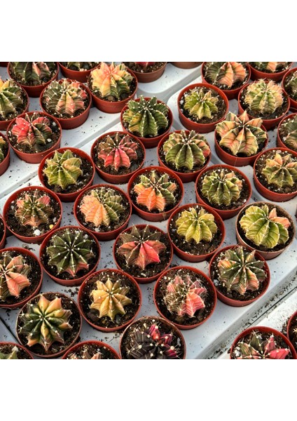 5.5 Lik Saksıda Gymno Gymnocalycium M.variegata Kaktüsü (Black Pearl)