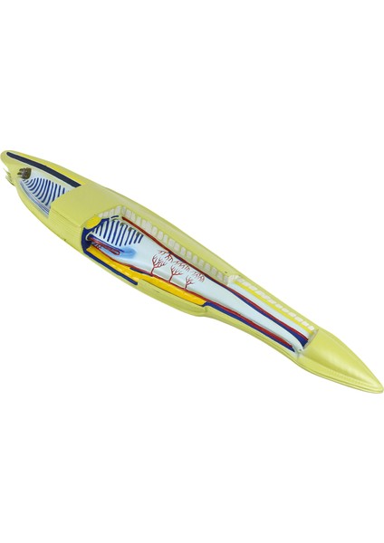 Batrak Modeli