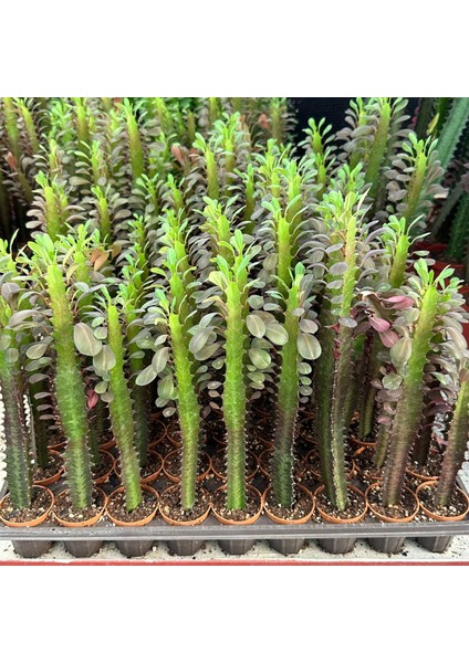 Berke Fidancılık Özel Üretim Euphorbia Trigona Red - Afrika Süt Ağacı Kaktüsü(5.5lik Saksıda, 20 cm ve Üzeri Boyda)