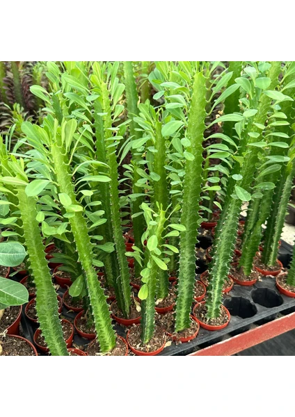 Berke Fidancılık Sınırlı Üretim Euphorbia Trigona Green - Afrika Süt Ağacı Kaktüsü(5.5lik Saksıda, 18 cm ve Üzeri Boyda)