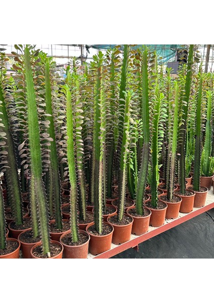 Berke Fidancılık 50 cm ve Üzeri Boyda Sınırlı Sayıda 10.5lik Saksıda, Euphorbia Trigona Red - Afrika Süt Ağacı Kaktüsü