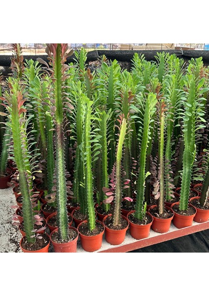 Berke Fidancılık 50 cm ve Üzeri Boyda Sınırlı Sayıda 10.5lik Saksıda, Euphorbia Trigona Red - Afrika Süt Ağacı Kaktüsü