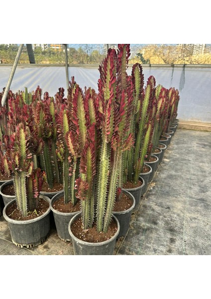 Büyük Boy Bol Dallı Euphorbia Trigona Red- Afrika Kırmızı Süt Ağacı Kaktüsü